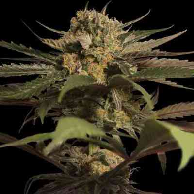 Violator Kush > Barney`s Farm | Semillas feminizadas  |  Índica